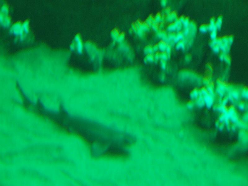 Sofia i  Oceaniariet 032.jpg